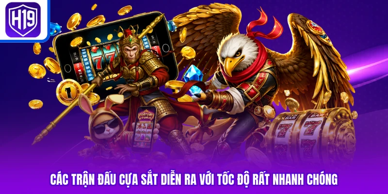 Các trận đấu cựa sắt diễn ra với tốc độ rất nhanh chóng