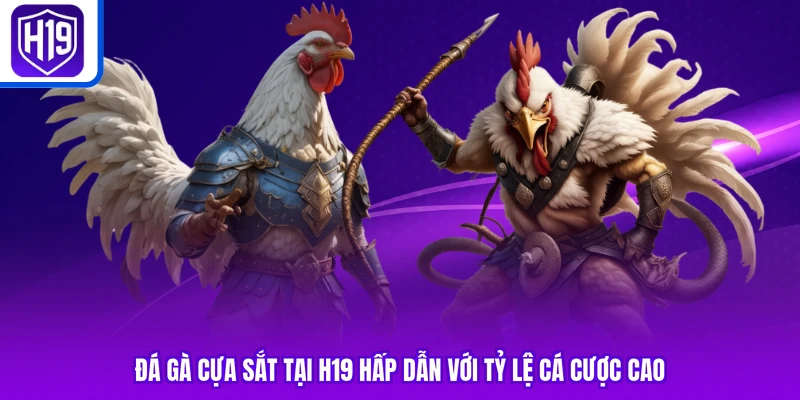 Đá Gà Cựa Sắt Tại H19 Hấp Dẫn Với Tỷ Lệ Cá Cược Cao