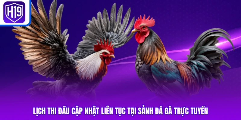 Lịch thi đấu cập nhật liên tục tại sảnh đá gà trực tuyến